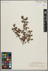 Foto von Salix arbuscula L. x Salix herbacea L.